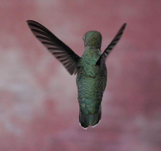 How a Tiny Visitor Changed Everything: My Birdtending Odyssey